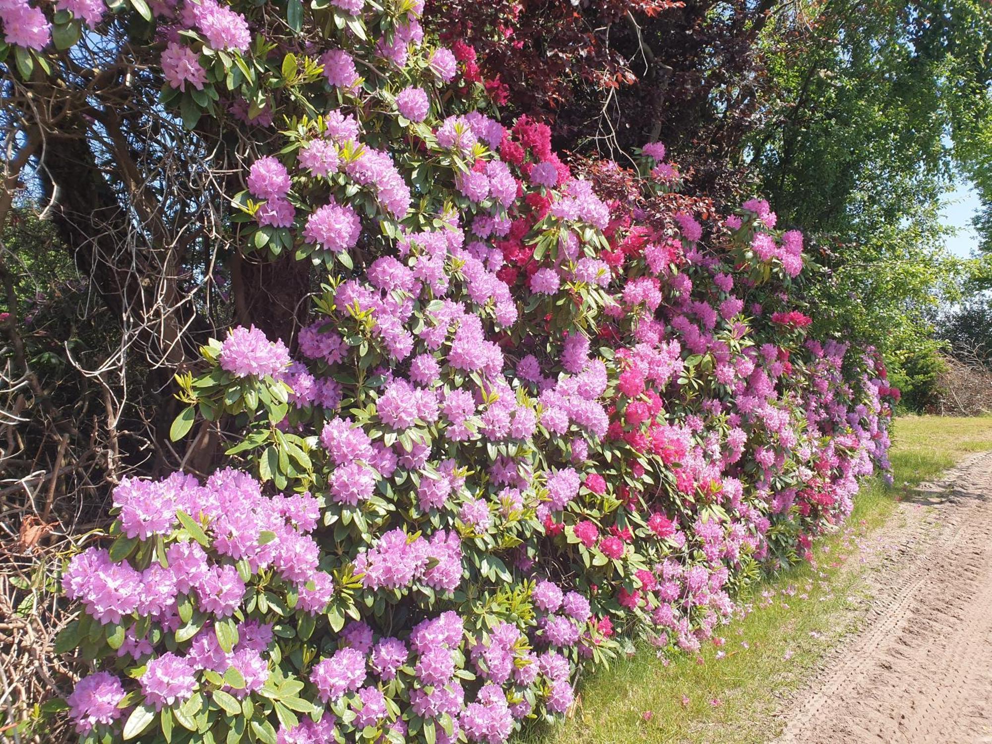 Ferienwohnung Gartenblick 웨스터스테드 외부 사진